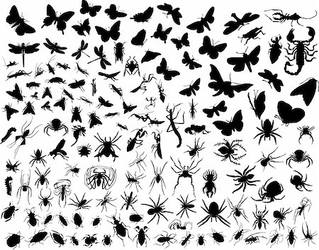 Big collection of different vector insects silhouettes Stock Photo - Budget Royalty-Free & Subscription, Code: 400-04057991