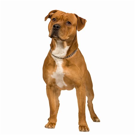staffordshire - American Staffordshire terrier (2 years) in front of a white background Photographie de stock - Aubaine LD & Abonnement, Code: 400-04058262