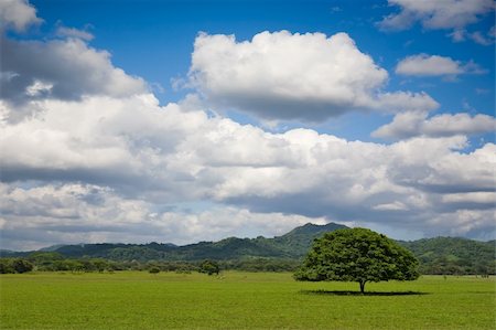 simsearch:400-04604029,k - Tree in field with beautiful sky. Costa Rica. Stock Photo - Budget Royalty-Free & Subscription, Code: 400-04058297