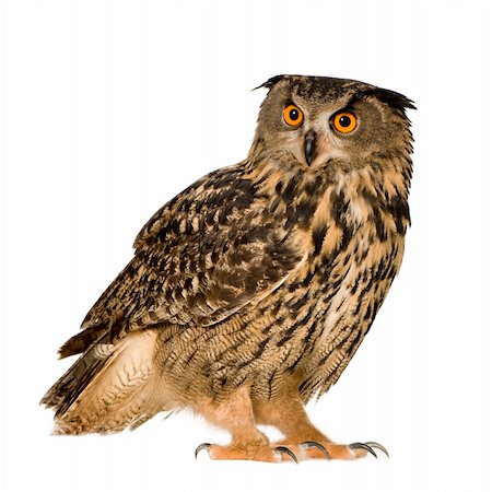 Eurasian Eagle Owl - Bubo bubo (22 months) in front of a white background Photographie de stock - Aubaine LD & Abonnement, Code: 400-04058492