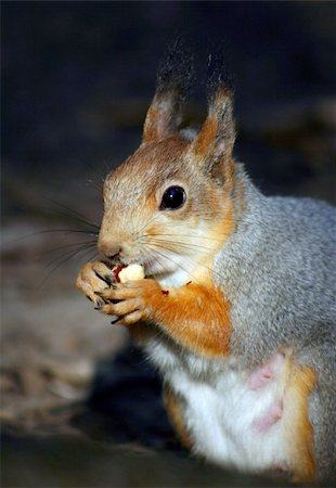 simsearch:400-06142298,k - The squirrel, gnawing a nut Photographie de stock - Aubaine LD & Abonnement, Code: 400-04059115