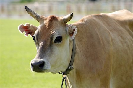 simsearch:400-04400961,k - The breeding cow grazed on a meadow Stockbilder - Microstock & Abonnement, Bildnummer: 400-04059116