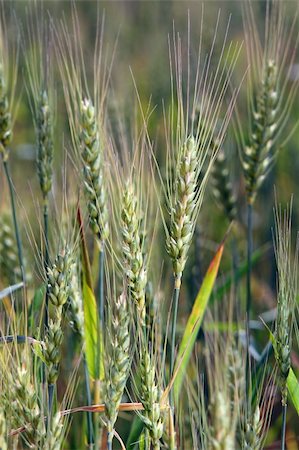 simsearch:400-06760836,k - Close up of the ears growing on a field Photographie de stock - Aubaine LD & Abonnement, Code: 400-04059137