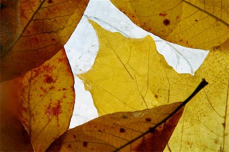 The abstract image of autumn leaves in ice Stock Photo - Budget Royalty-Free & Subscription, Code: 400-04059139