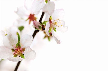 simsearch:400-04406530,k - Macro of pink cherry blossoms isolated on white background Stock Photo - Budget Royalty-Free & Subscription, Code: 400-04059174