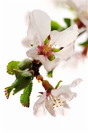 simsearch:400-04961750,k - Macro of pink cherry blossoms isolated on white background Photographie de stock - Aubaine LD & Abonnement, Code: 400-04059172