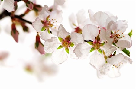 simsearch:400-04406530,k - Macro of pink cherry blossoms isolated on white background Stock Photo - Budget Royalty-Free & Subscription, Code: 400-04059173