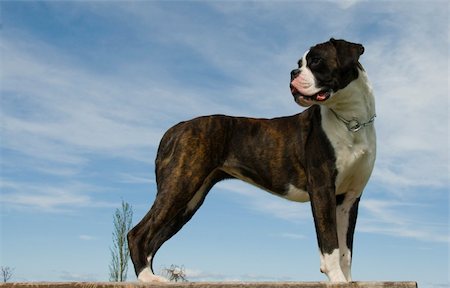 simsearch:400-04611917,k - portrait of a beautiful purebred boxer and blue sky Photographie de stock - Aubaine LD & Abonnement, Code: 400-04059316