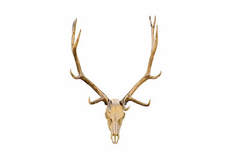 elk skull with antlers closeup isolated on white. (Cervus canadensis) Fotografie stock - Microstock e Abbonamento, Codice: 400-04059420