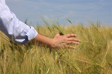 Close-up of a male hand touching wheat Stock Photo - Budget Royalty-Free & Subscription, Code: 400-04059482