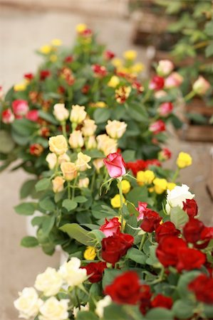 simsearch:400-04095393,k - Beauty in nature - boquet of multi colored roses Fotografie stock - Microstock e Abbonamento, Codice: 400-04059516