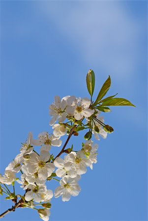 simsearch:400-05066044,k - Cherry blossom against blue sky Foto de stock - Royalty-Free Super Valor e Assinatura, Número: 400-04059650