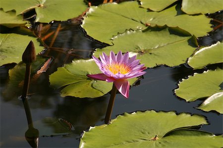 Water flower Stock Photo - Budget Royalty-Free & Subscription, Code: 400-04059865