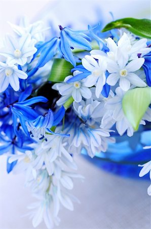 Blue bouquet of first spring flowers closeup Photographie de stock - Aubaine LD & Abonnement, Code: 400-04059942