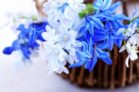 Blue bouquet of first spring flowers closeup Stock Photo - Budget Royalty-Free & Subscription, Code: 400-04059943