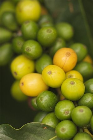 Coffee Beans on the Branch in Kauai, Hawaii Photographie de stock - Aubaine LD & Abonnement, Code: 400-04050652