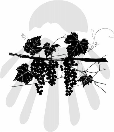 Illustration bunches grapes and leaves Stock Photo - Budget Royalty-Free & Subscription, Code: 400-04050834