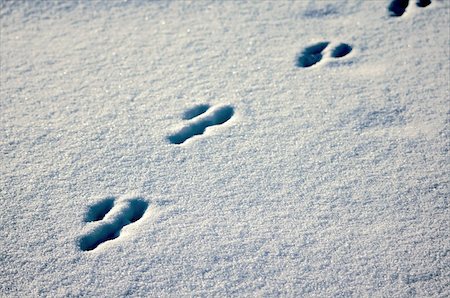 dngood (artist) - Animal footprints cast in fresh white snow Fotografie stock - Microstock e Abbonamento, Codice: 400-04051005