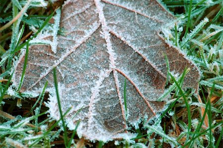dngood (artist) - Close-up of the morning frost on a leaf Fotografie stock - Microstock e Abbonamento, Codice: 400-04051007
