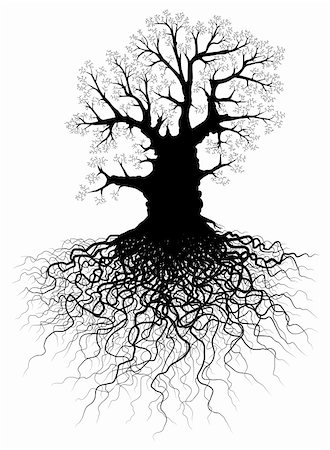 Editable vector illustration of a leafless oak tree with root system Stock Photo - Budget Royalty-Free & Subscription, Code: 400-04051185