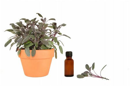 simsearch:400-04085229,k - Sage herb growing in a terracotta pot with leaf sprig and  brown glass aromatherapy essential oil bottle. Over white background. Foto de stock - Royalty-Free Super Valor e Assinatura, Número: 400-04051255