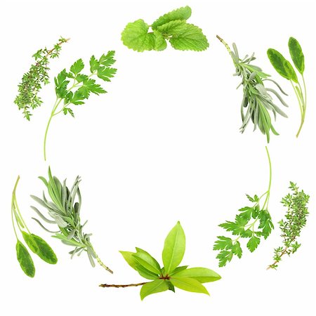 Herb leaf abstract circular design of lavender, sage, parsley, bay, lemon balm and thyme, over white background. Stock Photo - Budget Royalty-Free & Subscription, Code: 400-04051253