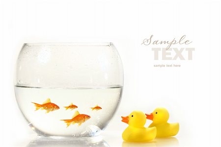 sad fish - Bowl with goldfish and little rubber ducks on white Stock Photo - Budget Royalty-Free & Subscription, Code: 400-04051798
