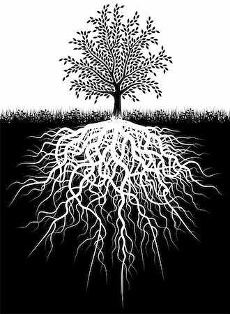 Editable vector illustration of a tree and its roots Stock Photo - Budget Royalty-Free & Subscription, Code: 400-04051859