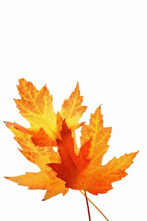 Orange maple leaves close up on white Foto de stock - Royalty-Free Super Valor e Assinatura, Número: 400-04051927