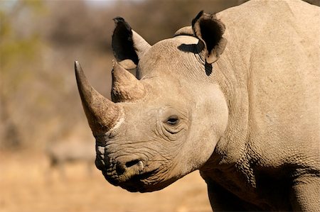 rhino south africa - Portrait of a black (hooked-lipped) rhinoceros (Diceros bicornis), South Africa Stock Photo - Budget Royalty-Free & Subscription, Code: 400-04051975