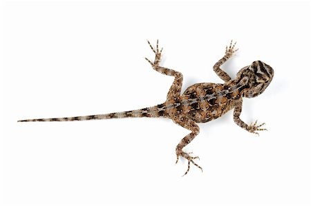 Female African ground agama (Agama aculeata) on white Stockbilder - Microstock & Abonnement, Bildnummer: 400-04051976