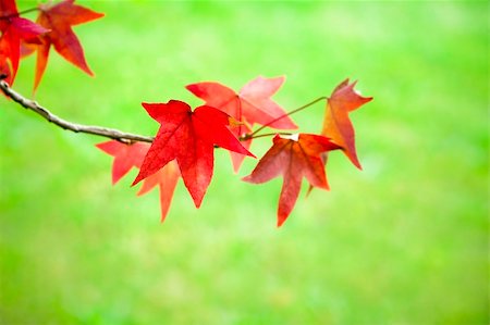 simsearch:851-02963822,k - Red maple leaf among fall leaves Stockbilder - Microstock & Abonnement, Bildnummer: 400-04051993