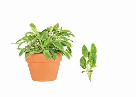 simsearch:400-04052014,k - Sage herb growing in a terracotta pot with a specimen leaf sprig over white background. (Icterina salvia) Stockbilder - Microstock & Abonnement, Bildnummer: 400-04052015