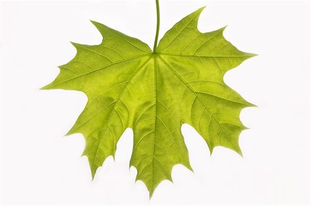 Close up of a green sheet on a white background. Stockbilder - Microstock & Abonnement, Bildnummer: 400-04052127