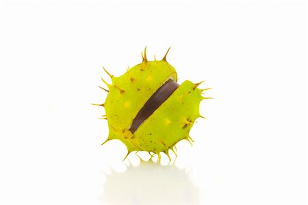 prickly object - Chestnut has revealed Stock Photo - Budget Royalty-Free & Subscription, Code: 400-04052129