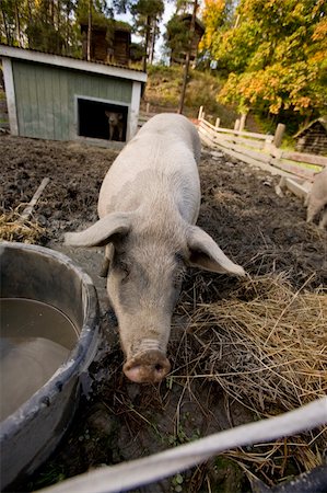 simsearch:400-04401097,k - A pig at a water bowl Stock Photo - Budget Royalty-Free & Subscription, Code: 400-04052647