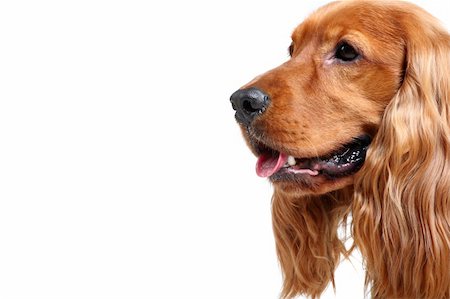 simsearch:400-03931819,k - head of english cocker spaniel over white background Stock Photo - Budget Royalty-Free & Subscription, Code: 400-04052789
