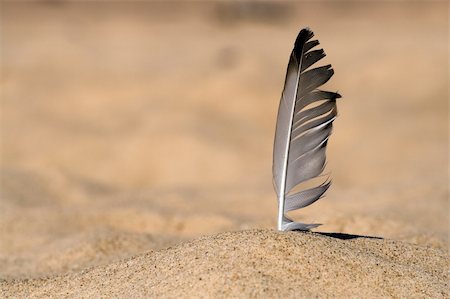 seagulls on sand - Seagull feather stuck in beach sand. Blurred background Stock Photo - Budget Royalty-Free & Subscription, Code: 400-04053289