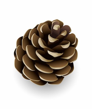 pine tree one not snow not people - single pine tree cone isolated vector illustration Stock Photo - Budget Royalty-Free & Subscription, Code: 400-04053322