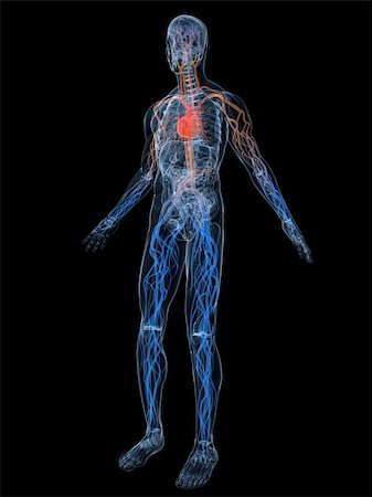 simsearch:400-04164497,k - 3d rendered anatomy illustration of a human body shape with vascular system Stock Photo - Budget Royalty-Free & Subscription, Code: 400-04053384