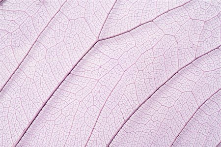 Close-up of dried skeleton leaf structure. Stock Photo - Budget Royalty-Free & Subscription, Code: 400-04053874