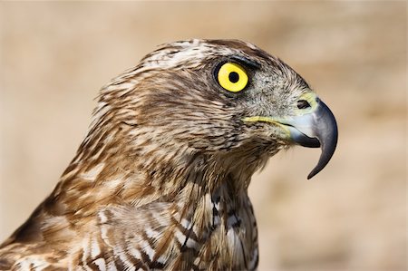 Close-up of a goshawk, shallow dof, focus is on eyes. Stock Photo - Budget Royalty-Free & Subscription, Code: 400-04053872
