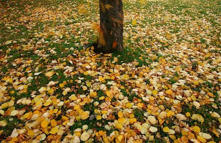 Seasonal image of colorful autumn leaves falling to the ground. Movement of leaves is motion blurred Stock Photo - Budget Royalty-Free & Subscription, Code: 400-04064128