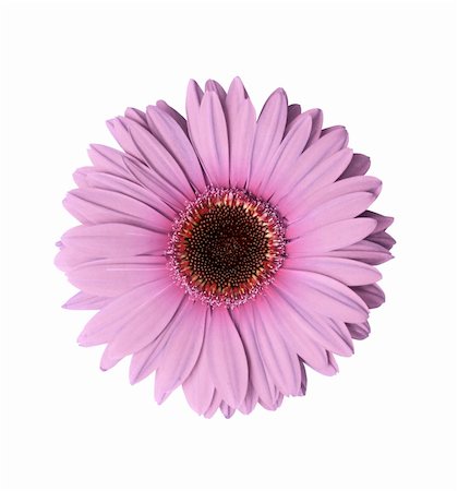 simsearch:400-05019823,k - Beautiful light purple Gerbera flower isolated with clipping path Stock Photo - Budget Royalty-Free & Subscription, Code: 400-04064205