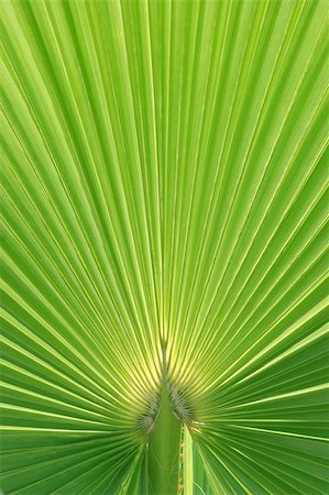 simsearch:400-08774047,k - Palmtree texture lit from behind with natural sunlight - main focus on stem Stock Photo - Budget Royalty-Free & Subscription, Code: 400-04064250
