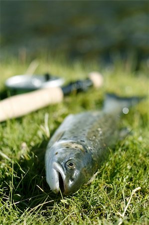 simsearch:400-04626679,k - Freshly caught trout lying on the riverbank with fishing rod - shallow depth of field Foto de stock - Super Valor sin royalties y Suscripción, Código: 400-04064352