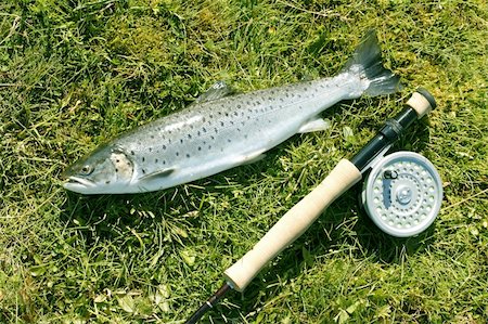 simsearch:400-04626679,k - Freshly caught trout lying on the riverbank with fishing rod Foto de stock - Super Valor sin royalties y Suscripción, Código: 400-04064353