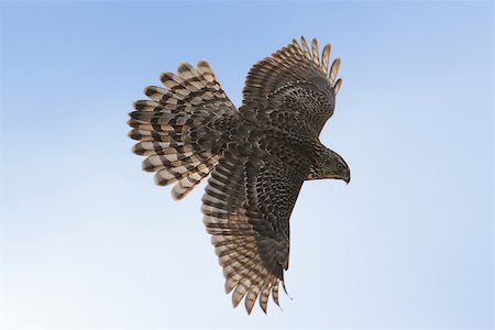 simsearch:400-06766475,k - Juvenile Northern Goshawk (Accipiter gentilis)  in flight Fotografie stock - Microstock e Abbonamento, Codice: 400-04064471