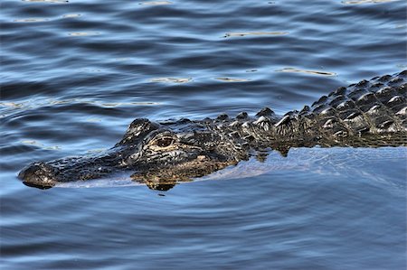 poikilotherm - American Alligator (alligator mississippiensis) in the Florida Everglades Stockbilder - Microstock & Abonnement, Bildnummer: 400-04064480