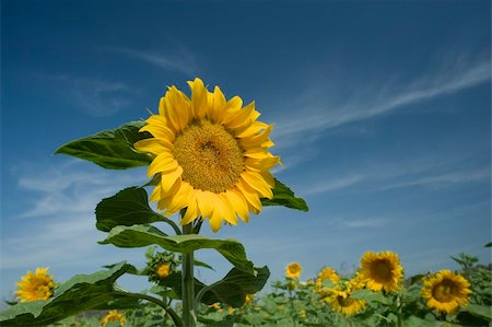 simsearch:400-04751722,k - beautiful sunflower in a field and cloudy blue sky Stock Photo - Budget Royalty-Free & Subscription, Code: 400-04064537